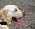 Free Stock Photo: Labrador with its tongue hanging out