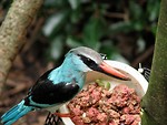 Free Stock Photo: Closeup of a blue bird.