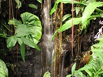 Free Stock Photo: Small waterfall by tropical foliage