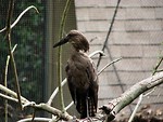 Free Stock Photo: Black bird