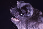 Free Stock Photo: Close-up of a Jamaican fruit bat