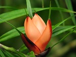 Free Stock Photo: Closeup of tropical orange flower