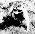 Free Stock Photo: A raccoon in the grass