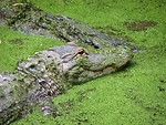 Free Stock Photo: Crocodile in green algae