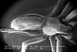 Free Stock Photo: Scanning electron micrograph of a brown recluse spider.