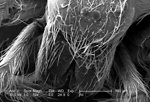 Free Stock Photo: Scanning electron micrograph of a brown recluse spider.