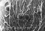Free Stock Photo: Scanning electron micrograph of a brown recluse spider.