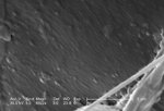 Free Stock Photo: Scanning electron micrograph of a brown recluse spider.