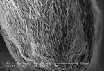 Free Stock Photo: Scanning electron micrograph of a brown recluse spider.