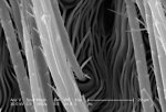 Free Stock Photo: Scanning electron micrograph of a brown recluse spider.