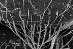 Free Stock Photo: Scanning electron micrograph of a brown recluse spider.