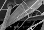 Free Stock Photo: Scanning electron micrograph of a brown recluse spider.