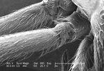 Free Stock Photo: Scanning electron micrograph of a brown recluse spider.