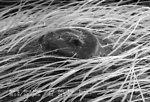 Free Stock Photo: Scanning electron micrograph of a brown recluse spider.