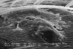 Free Stock Photo: Scanning electron micrograph of a brown recluse spider.