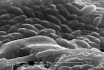 Free Stock Photo: Scanning electron micrograph of a brown recluse spider.