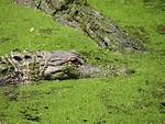 Free Stock Photo: Crocodile in green algae