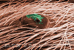 Free Stock Photo: Scanning electron micrograph of a brown recluse spider.