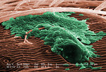 Free Stock Photo: Scanning electron micrograph of a brown recluse spider.