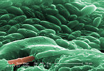 Free Stock Photo: Scanning electron micrograph of a brown recluse spider.