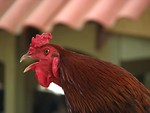 Free Stock Photo: Closeup of rooster crowing