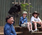 Free Stock Photo: Buzzard in outdoor show