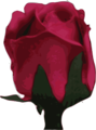 Free Stock Photo: Illustration of a purple rose