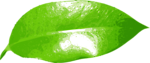 Free Stock Photo: Illustration of a green leaf