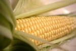 Free Stock Photo: An ear of corn with husk