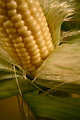 Free Stock Photo: An ear of corn with husk