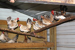 Free Stock Photo: Chickens in a chicken coop
