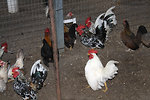 Free Stock Photo: Chickens in a chicken coop