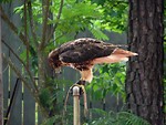 Free Stock Photo: Closeup of hawk on perch