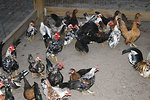 Free Stock Photo: Chickens in a chicken coop