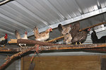 Free Stock Photo: Chickens in a chicken coop