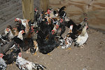 Free Stock Photo: Chickens in a chicken coop