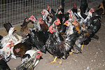 Free Stock Photo: Chickens in a chicken coop