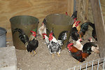 Free Stock Photo: Chickens in a chicken coop
