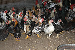 Free Stock Photo: Chickens in a chicken coop
