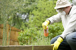 Free Stock Photo: A man spraying a pesticide on some plants in his garden