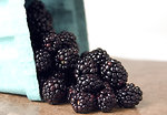 Free Stock Photo: A container of spilled blackberries