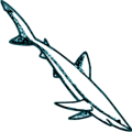 Free Stock Photo: Illustration of a shark