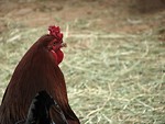 Free Stock Photo: Closeup of a rooster in hay