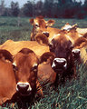 Free Stock Photo: Cattle in the grass on a farm