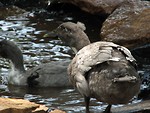 Free Stock Photo: Pair of ducks in a pond