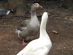 Free Stock Photo: White and grey goose standing