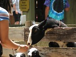 Free Stock Photo: Teen girl hand feeding a goat