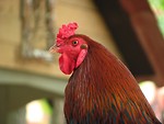Free Stock Photo: Closeup portrait of a rooster