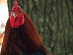 Free Stock Photo: Closeup portrait of a rooster