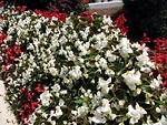 Free Stock Photo: Red and white flowers